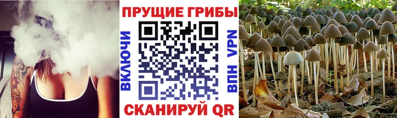 Галлюциногенные грибы Cubensis  Малаховка 